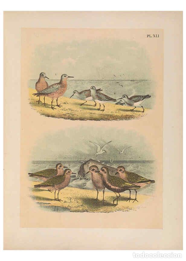 Collezionismo di Riviste e Giornali: Reproducci&oacute;n/Reproduction 6022137195: The birds of North America New York :Published under the auspi