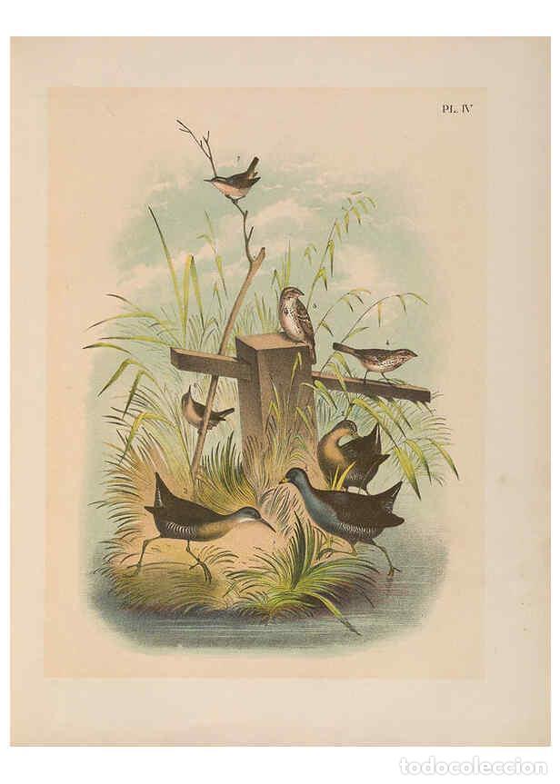 Collezionismo di Riviste e Giornali: Reproducci&oacute;n/Reproduction 6022682132: The birds of North America New York :Published under the auspi
