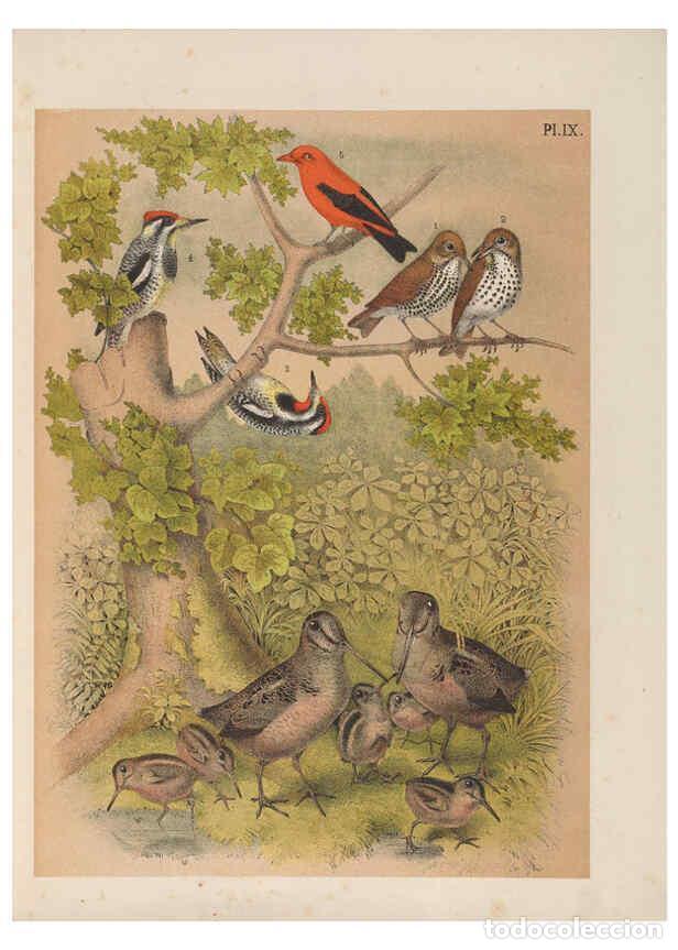 Collezionismo di Riviste e Giornali: Reproducci&oacute;n/Reproduction 6022127217: The birds of North America New York :Published under the auspi