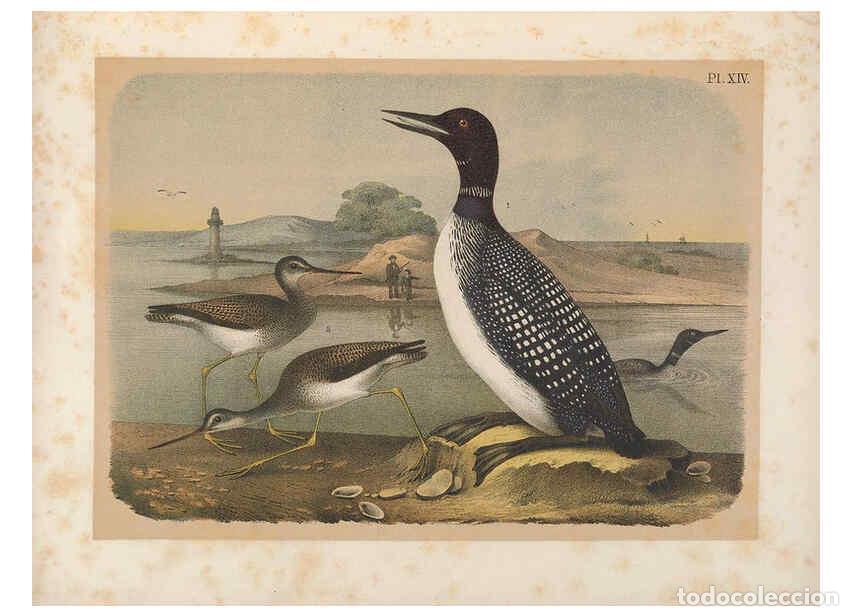 Collezionismo di Riviste e Giornali: Reproducci&oacute;n/Reproduction 6022685564: The birds of North America New York :Published under the auspi