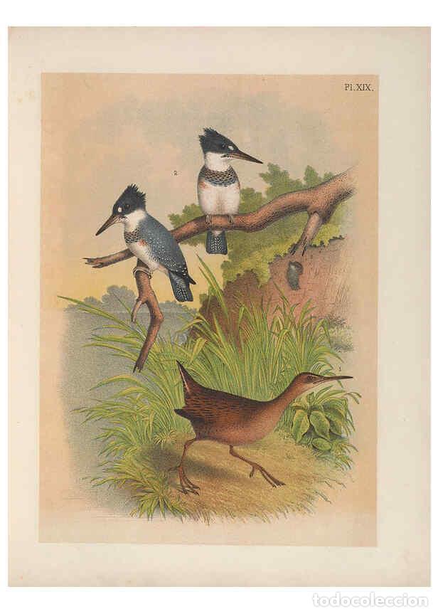 Collezionismo di Riviste e Giornali: Reproducci&oacute;n/Reproduction 6022686950: The birds of North America New York :Published under the auspi