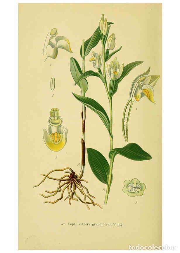 Colecionismo de Revistas e Jornais: Reproducci&oacute;n/Reproduction 6022131022: Abbildungen der in Deutschland und den angrenzenden gebieten v