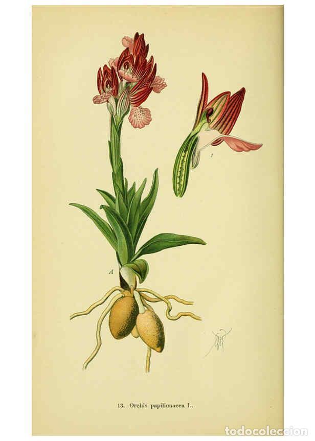 Colecionismo de Revistas e Jornais: Reproducci&oacute;n/Reproduction 6022115742: Abbildungen der in Deutschland und den angrenzenden gebieten v