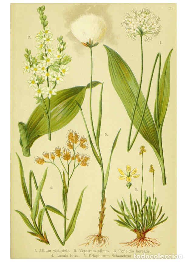 Colecionismo de Revistas e Jornais: Reproducci&oacute;n/Reproduction 6022065310: Alpen-Flora f&uuml;r Touristen und Pflanzenfreunde Stuttgart :Verla