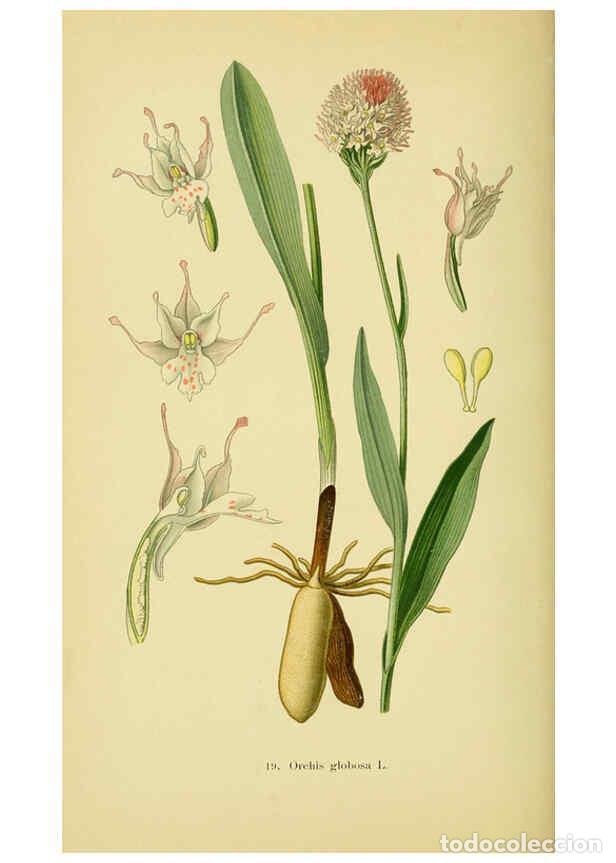 Colecionismo de Revistas e Jornais: Reproducci&oacute;n/Reproduction 6022118092: Abbildungen der in Deutschland und den angrenzenden gebieten v