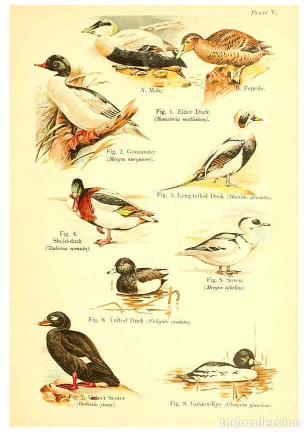 Colecionismo de Revistas e Jornais: Reproducci&oacute;n/Reproduction 6022262348: A book of birds London,Sidney Appleton,1908 - William Playne P