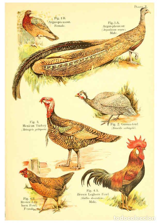 Colecionismo de Revistas e Jornais: Reproducci&oacute;n/Reproduction 6022264750: A book of birds London,Sidney Appleton,1908 - William Playne P