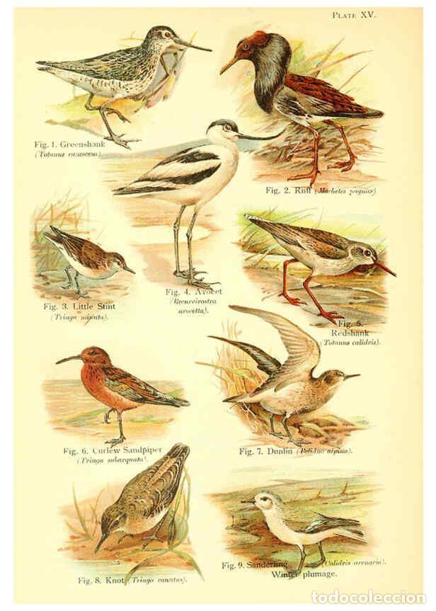 Colecionismo de Revistas e Jornais: Reproducci&oacute;n/Reproduction 6021710593: A book of birds London,Sidney Appleton,1908 - William Playne P