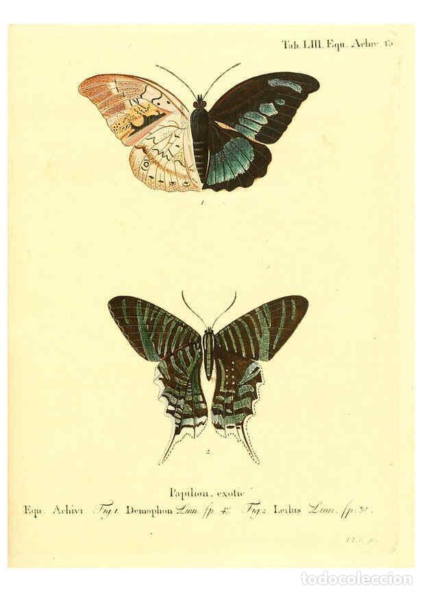 Colecionismo de Revistas e Jornais: Reproducci&oacute;n/Reproduction 6012548830: Die ausl&auml;ndischen Schmetterlinge in Abbildungen nach der Natur