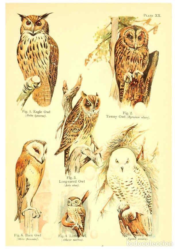 Collectionnisme de Revues et Journaux: Reproducci&oacute;n/Reproduction 6021711885: A book of birds London,Sidney Appleton,1908 - William Playne P