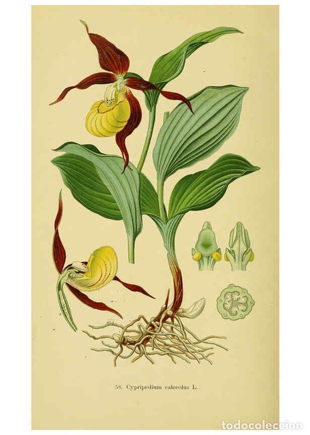 Collectionnisme de Revues et Journaux: Reproducci&oacute;n/Reproduction 6022131394: Abbildungen der in Deutschland und den angrenzenden gebieten v