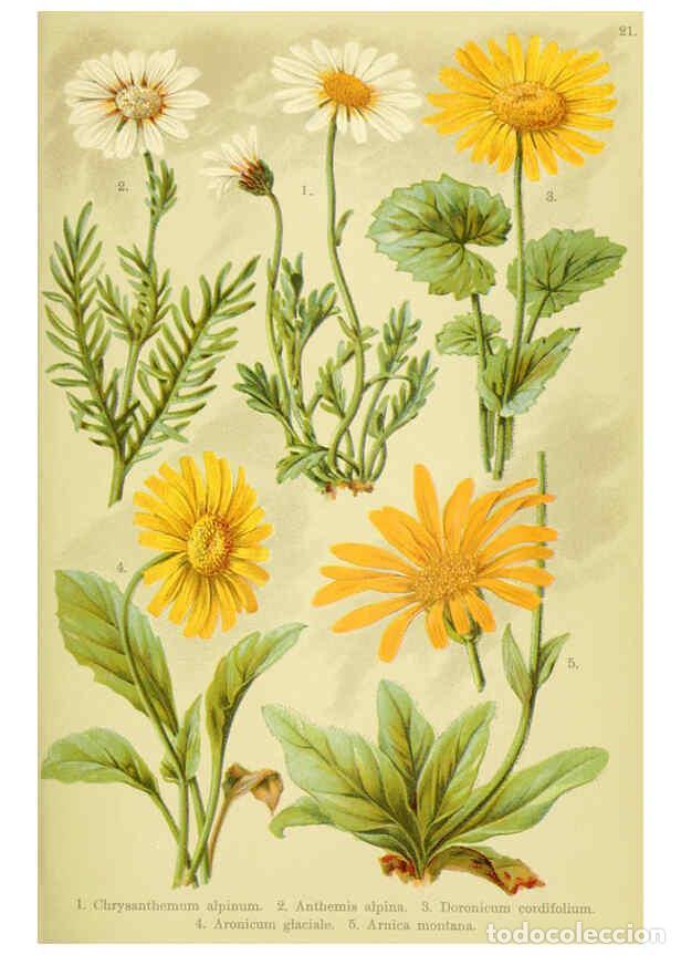 Collectionnisme de Revues et Journaux: Reproducci&oacute;n/Reproduction 6021504965: Alpen-Flora f&uuml;r Touristen und Pflanzenfreunde Stuttgart :Verla