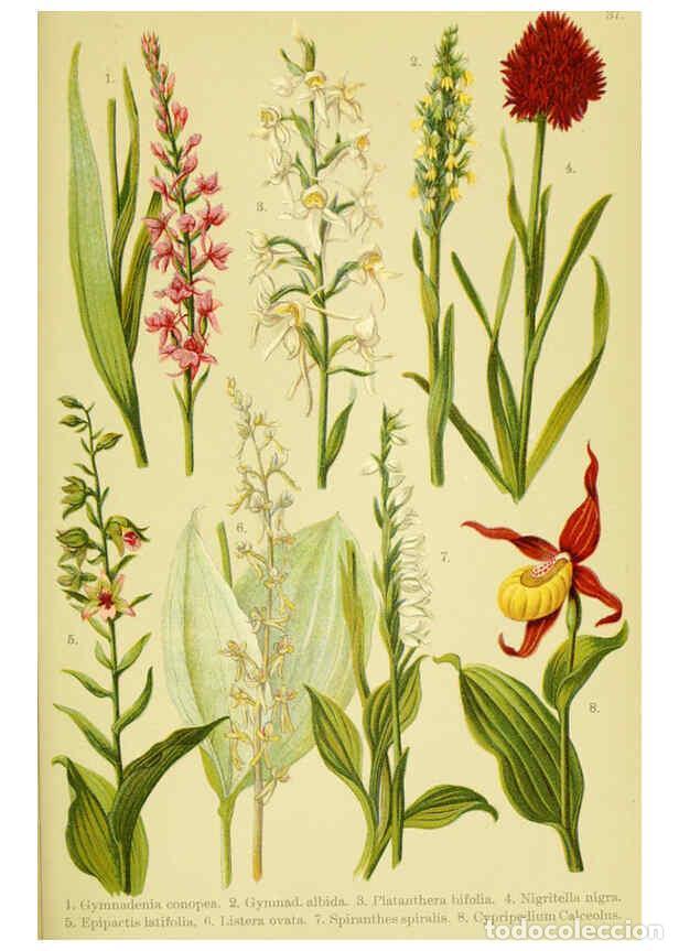 Collectionnisme de Revues et Journaux: Reproducci&oacute;n/Reproduction 6021510451: Alpen-Flora f&uuml;r Touristen und Pflanzenfreunde Stuttgart :Verla