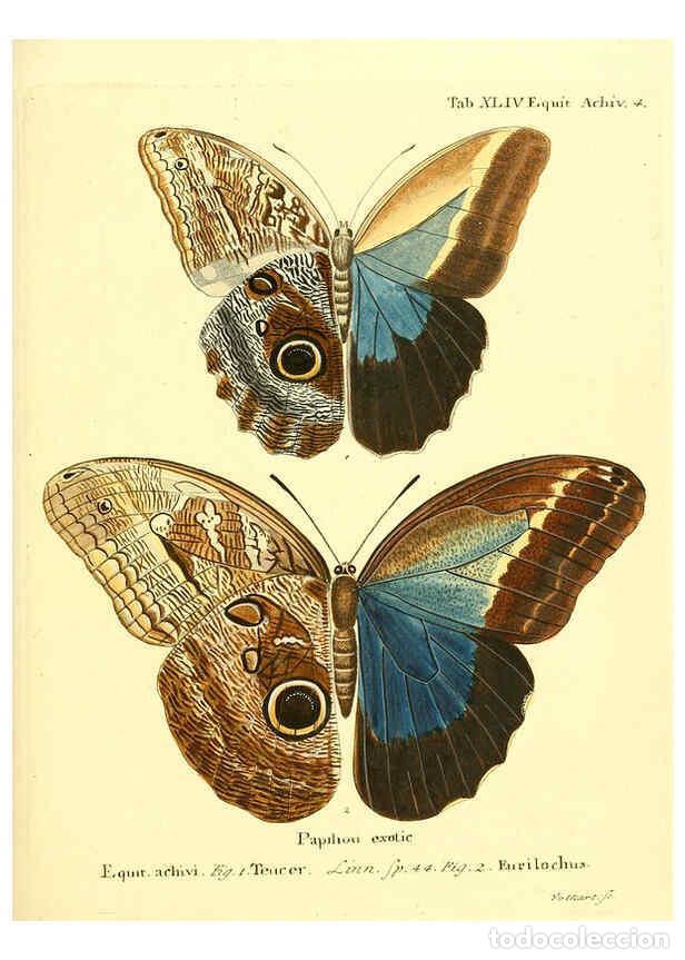 Collectionnisme de Revues et Journaux: Reproducci&oacute;n/Reproduction 6012546032: Die ausl&auml;ndischen Schmetterlinge in Abbildungen nach der Natur