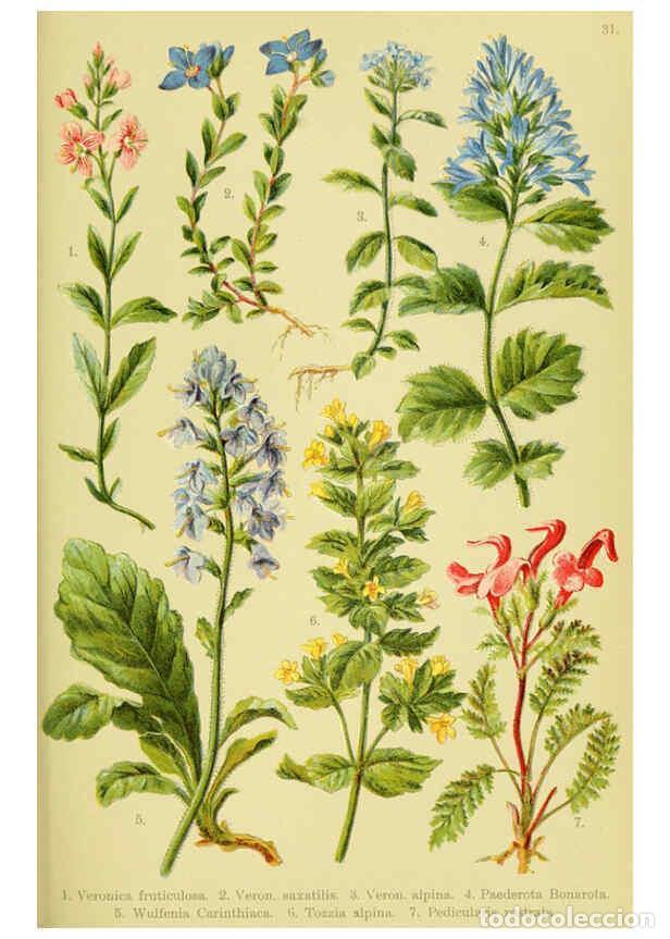 Collectionnisme de Revues et Journaux: Reproducci&oacute;n/Reproduction 6022062270: Alpen-Flora f&uuml;r Touristen und Pflanzenfreunde Stuttgart :Verla