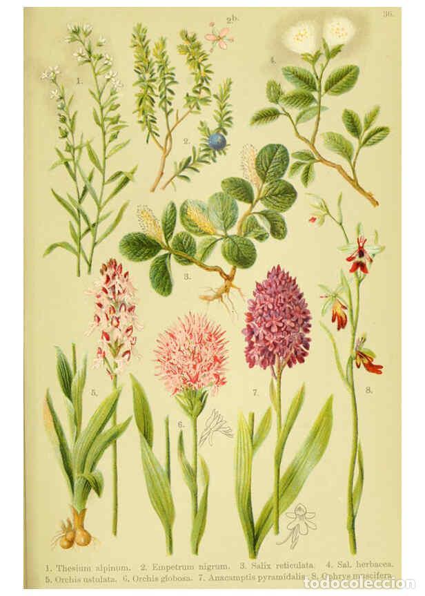 Collectionnisme de Revues et Journaux: Reproducci&oacute;n/Reproduction 6021510113: Alpen-Flora f&uuml;r Touristen und Pflanzenfreunde Stuttgart :Verla