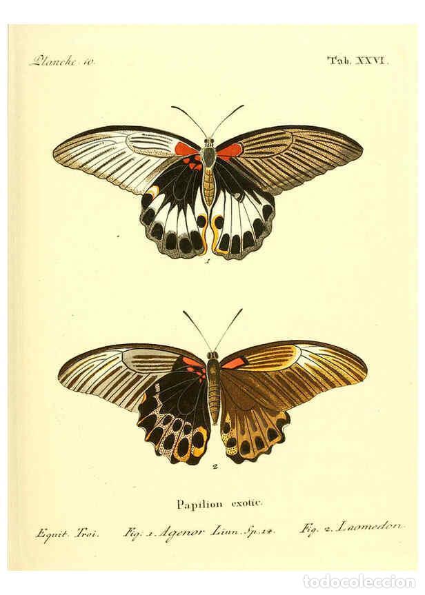 Collectionnisme de Revues et Journaux: Reproducci&oacute;n/Reproduction 6011992823: Die ausl&auml;ndischen Schmetterlinge in Abbildungen nach der Natur