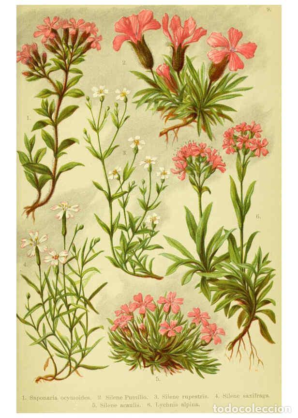 Collectionnisme de Revues et Journaux: Reproducci&oacute;n/Reproduction 6021501463: Alpen-Flora f&uuml;r Touristen und Pflanzenfreunde Stuttgart :Verla