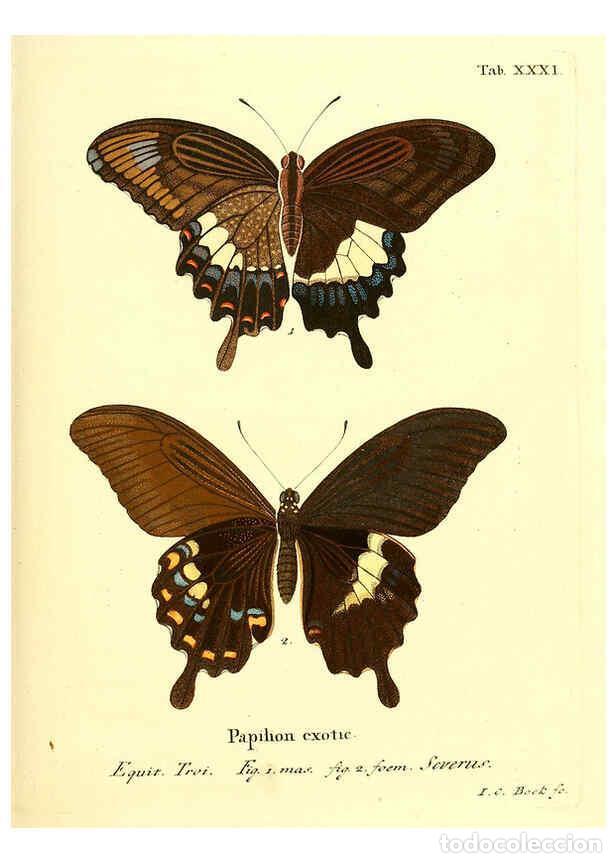 Collectionnisme de Revues et Journaux: Reproducci&oacute;n/Reproduction 6012541510: Die ausl&auml;ndischen Schmetterlinge in Abbildungen nach der Natur