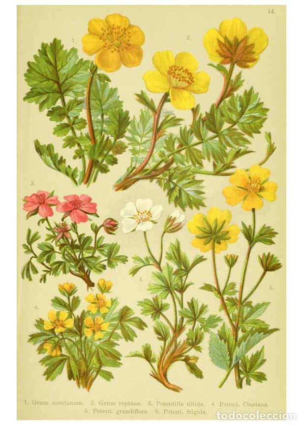 Collectionnisme de Revues et Journaux: Reproducci&oacute;n/Reproduction 6022056634: Alpen-Flora f&uuml;r Touristen und Pflanzenfreunde Stuttgart :Verla