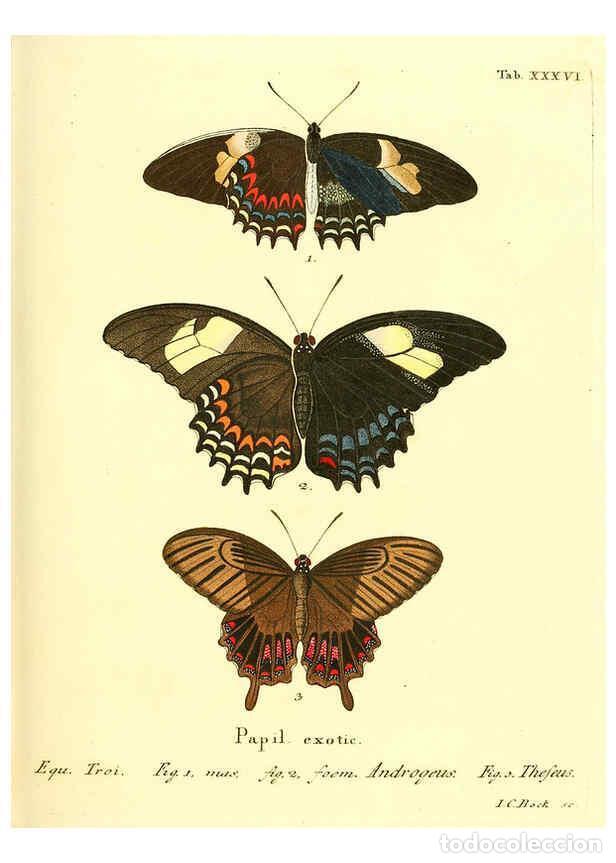 Collectionnisme de Revues et Journaux: Reproducci&oacute;n/Reproduction 6011996105: Die ausl&auml;ndischen Schmetterlinge in Abbildungen nach der Natur