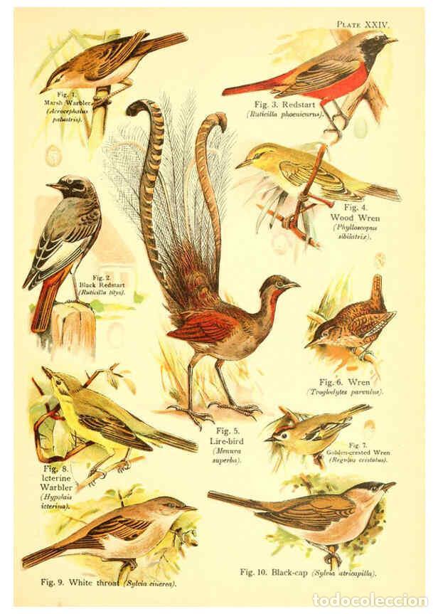 Collectionnisme de Revues et Journaux: Reproducci&oacute;n/Reproduction 6021713055: A book of birds London,Sidney Appleton,1908 - William Playne P