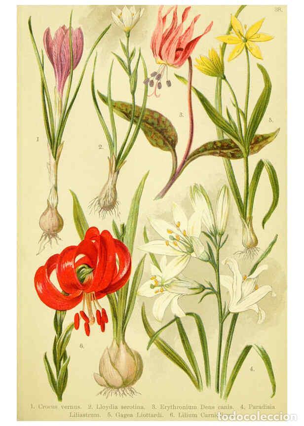 Collectionnisme de Revues et Journaux: Reproducci&oacute;n/Reproduction 6022064806: Alpen-Flora f&uuml;r Touristen und Pflanzenfreunde Stuttgart :Verla