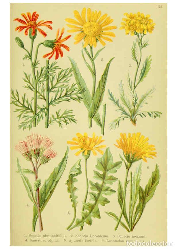 Collectionnisme de Revues et Journaux: Reproducci&oacute;n/Reproduction 6022059228: Alpen-Flora f&uuml;r Touristen und Pflanzenfreunde Stuttgart :Verla