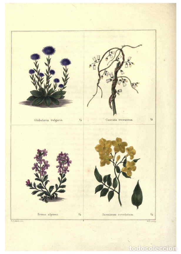 Collection Magazines and Newspapers: Reproducci&oacute;n/Reproduction 6028485177: The botanic garden London :Simpkin & Marshall,1825- - Benjamin
