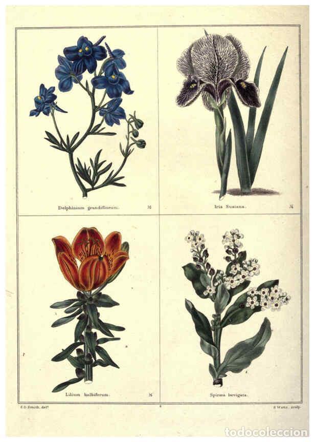 Collection Magazines and Newspapers: Reproducci&oacute;n/Reproduction 6028485951: The botanic garden London :Simpkin & Marshall,1825- - Benjamin