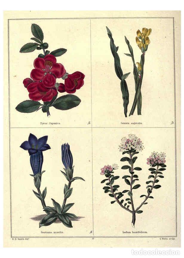Sammeln von Zeitschriften und Zeitungen: Reproducci&oacute;n/Reproduction 6028486605: The botanic garden London :Simpkin & Marshall,1825- - Benjamin