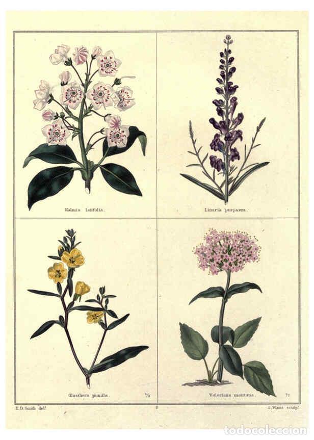 Coleccionismo de Revistas y Peri&oacute;dicos: Reproducci&oacute;n/Reproduction 6028486083: The botanic garden London :Simpkin & Marshall,1825- - Benjamin