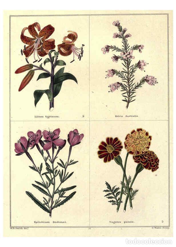 Collectionnisme de Revues et Journaux: Reproducci&oacute;n/Reproduction 6028486725: The botanic garden London :Simpkin & Marshall,1825- - Benjamin