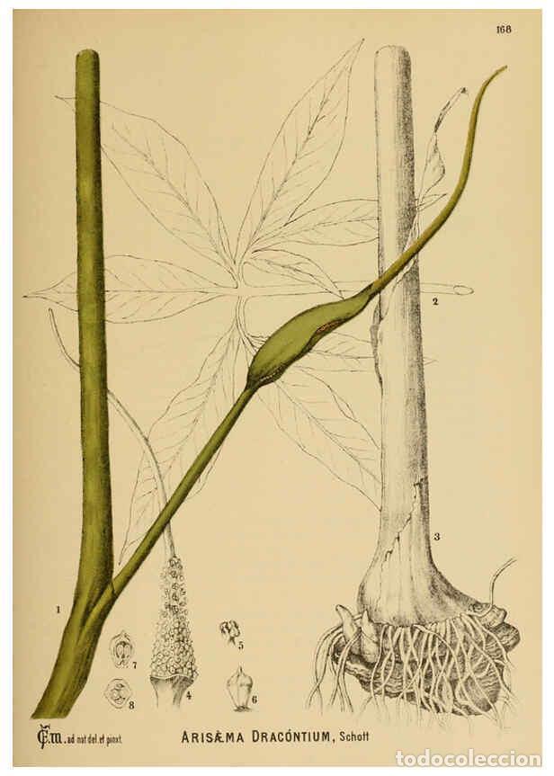 Colecionismo de Revistas e Jornais: Reproducci&oacute;n/Reproduction 6025997064: American medicinal plants New York,Boericke & Tafel,c1887 - Ch