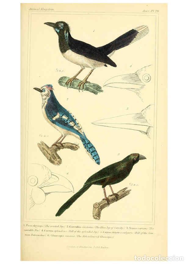 Colecionismo de Revistas e Jornais: Reproducci&oacute;n/Reproduction 6025621045: The animal kingdom, arranged according to its organization, se