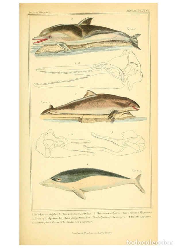 Colecionismo de Revistas e Jornais: Reproducci&oacute;n/Reproduction 6026164958: The animal kingdom, arranged according to its organization, se