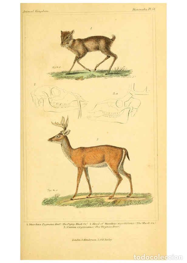 Colecionismo de Revistas e Jornais: Reproducci&oacute;n/Reproduction 6026161384: The animal kingdom, arranged according to its organization, se