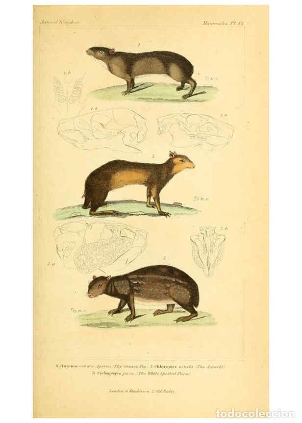 Colecionismo de Revistas e Jornais: Reproducci&oacute;n/Reproduction 6025600807: The animal kingdom, arranged according to its organization, se