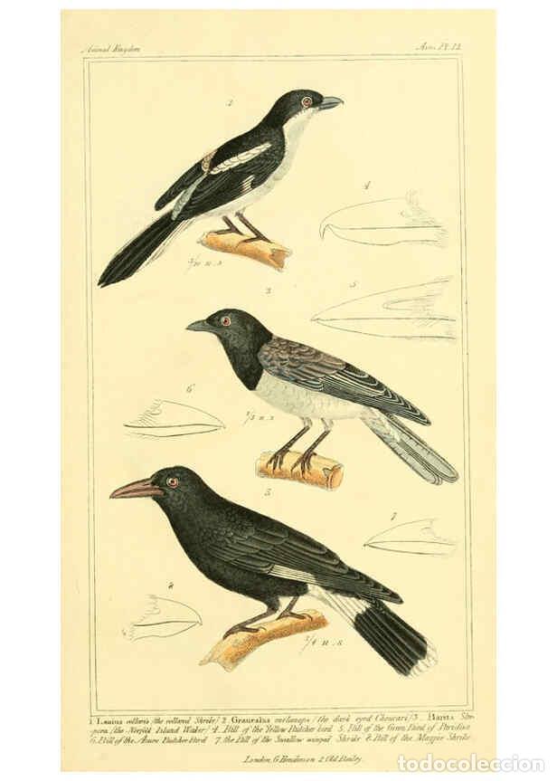 Colecionismo de Revistas e Jornais: Reproducci&oacute;n/Reproduction 6025614005: The animal kingdom, arranged according to its organization, se