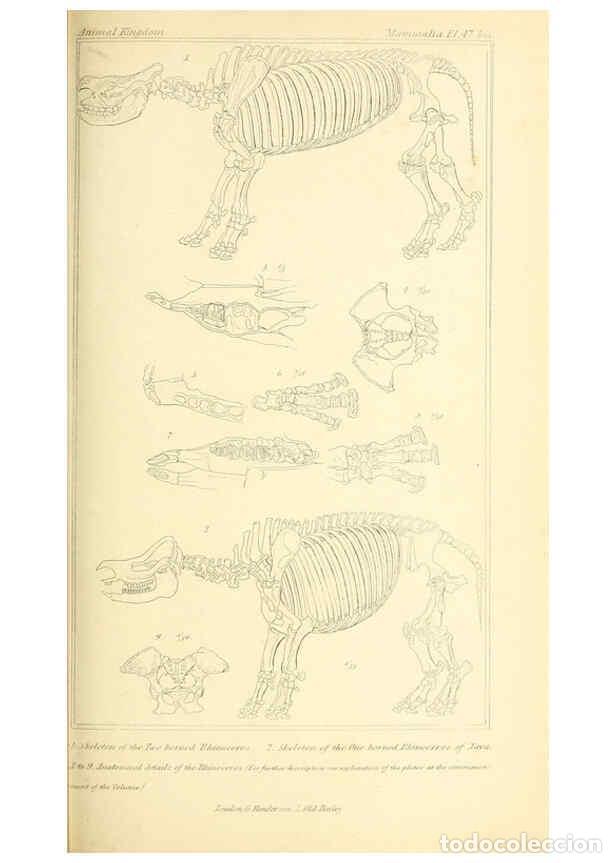 Colecionismo de Revistas e Jornais: Reproducci&oacute;n/Reproduction 6026158390: The animal kingdom, arranged according to its organization, se