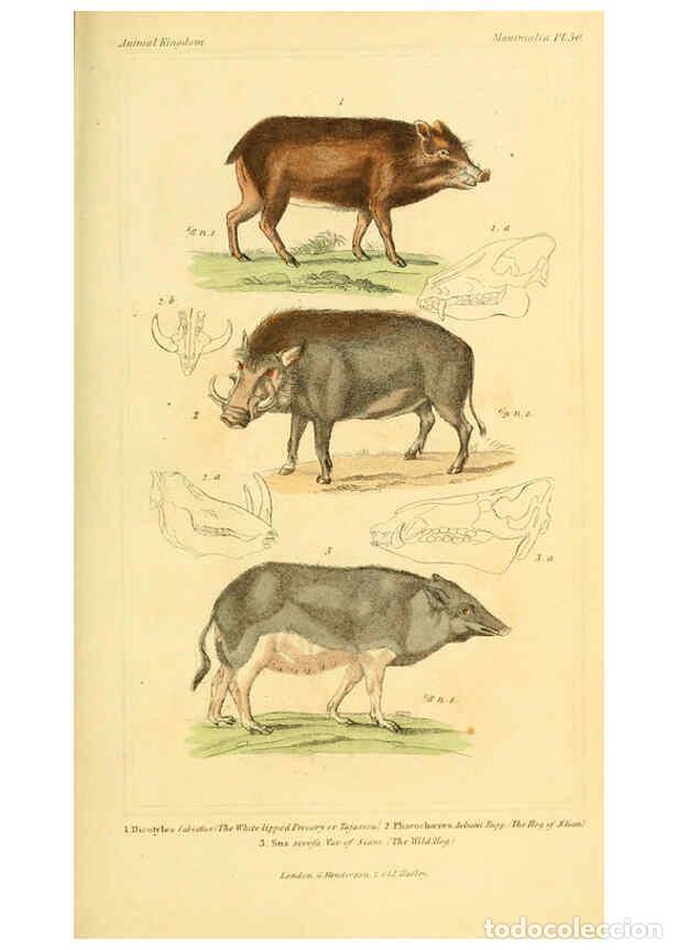 Colecionismo de Revistas e Jornais: Reproducci&oacute;n/Reproduction 6026159780: The animal kingdom, arranged according to its organization, se