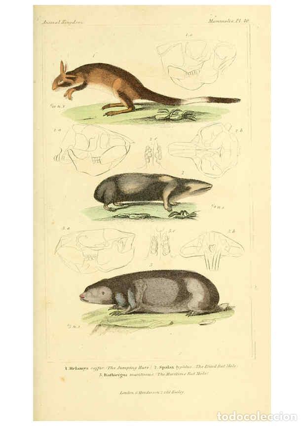 Colecionismo de Revistas e Jornais: Reproducci&oacute;n/Reproduction 6026155876: The animal kingdom, arranged according to its organization, se