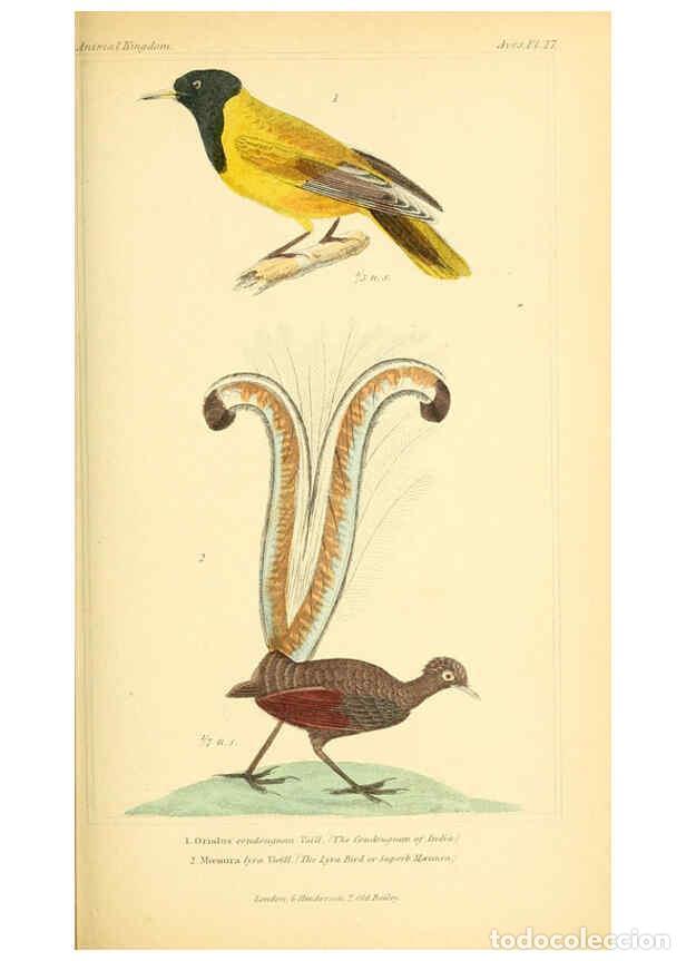 Colecionismo de Revistas e Jornais: Reproducci&oacute;n/Reproduction 6026176346: The animal kingdom, arranged according to its organization, se