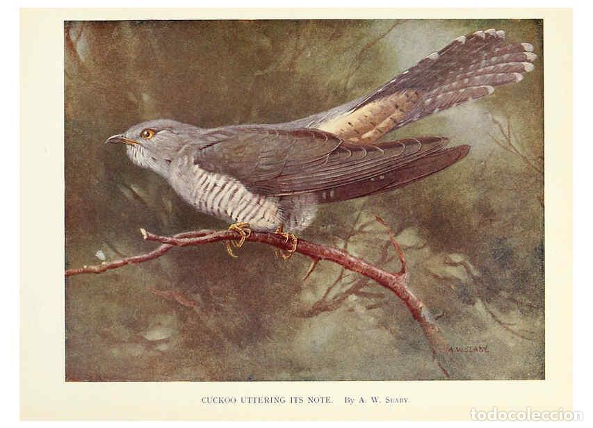 Colecionismo de Revistas e Jornais: Reproducci&oacute;n/Reproduction 6026046578: Birds through the year London,T.C. and E.C. Jack, ltd.[1922] -