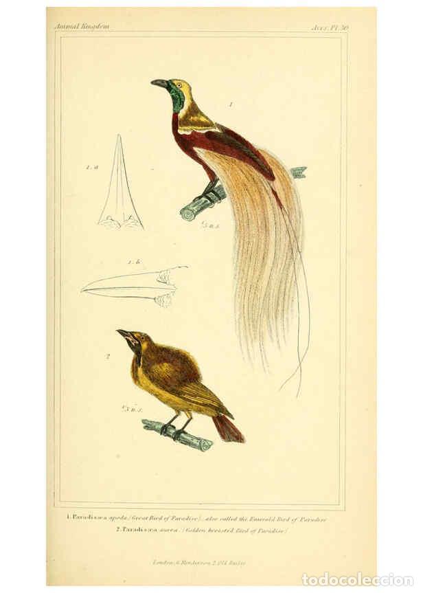 Colecionismo de Revistas e Jornais: Reproducci&oacute;n/Reproduction 6026177788: The animal kingdom, arranged according to its organization, se