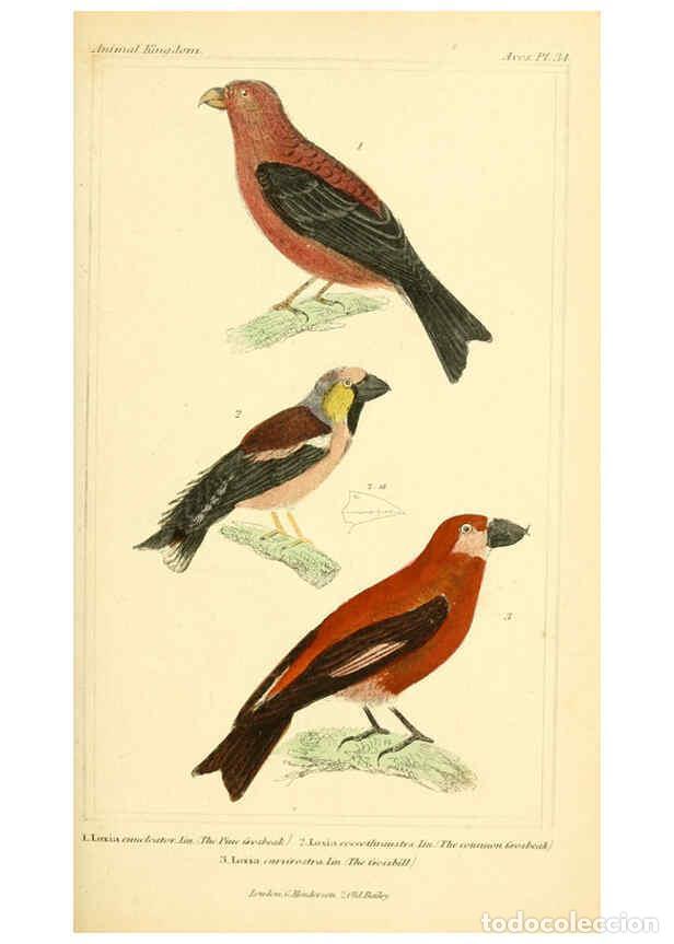 Colecionismo de Revistas e Jornais: Reproducci&oacute;n/Reproduction 6026179402: The animal kingdom, arranged according to its organization, se