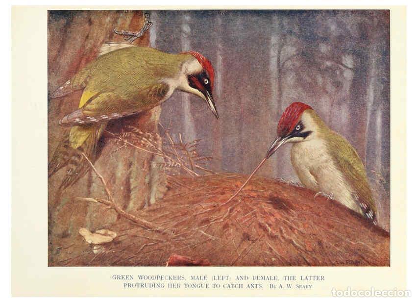 Colecionismo de Revistas e Jornais: Reproducci&oacute;n/Reproduction 6026042034: Birds through the year London,T.C. and E.C. Jack, ltd.[1922] -