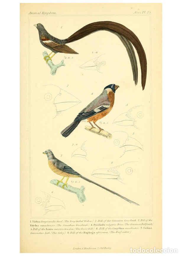 Colecionismo de Revistas e Jornais: Reproducci&oacute;n/Reproduction 6026175362: The animal kingdom, arranged according to its organization, se