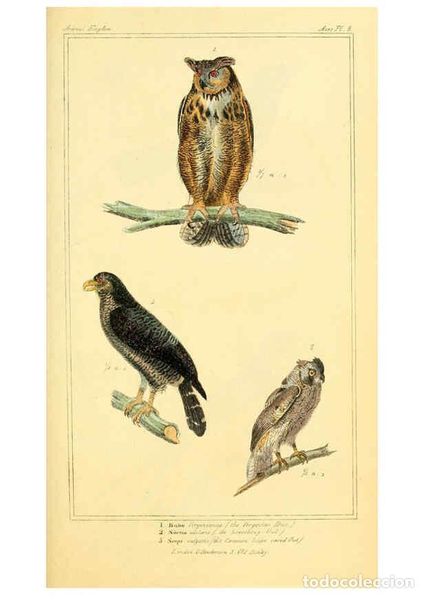 Colecionismo de Revistas e Jornais: Reproducci&oacute;n/Reproduction 6025612669: The animal kingdom, arranged according to its organization, se