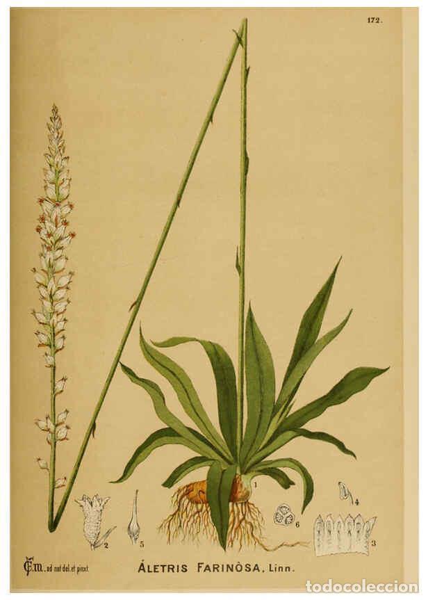 Colecionismo de Revistas e Jornais: Reproducci&oacute;n/Reproduction 6025443093: American medicinal plants New York,Boericke & Tafel,c1887 - Ch